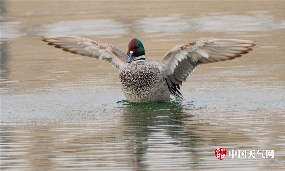 探長：吉林先終結(jié)山西四連勝&又終結(jié)北京六連勝 聯(lián)盟再無全勝球隊
